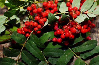 Rowan dal. Kırmızı rowan. Üvez meyveleri rowan ağacı üzerinde. Sorbus aucuparia.