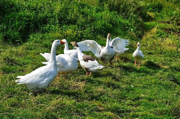 Rebanho de gansos brancos em meio a verduras — Fotografia de Stock