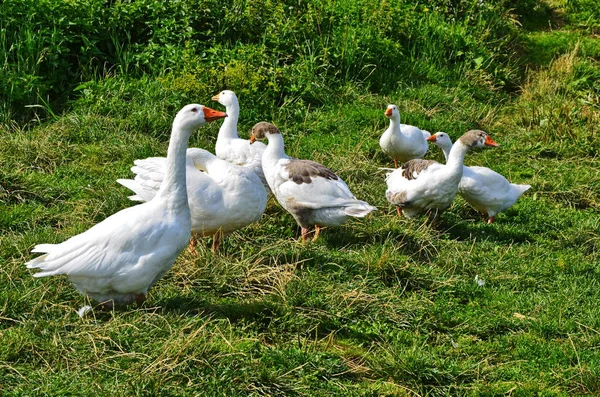 Flock fehér liba közepette zöldek — Stock Fotó