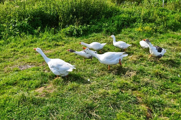 Flock fehér liba közepette zöldek — Stock Fotó