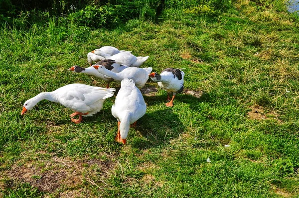 Flock fehér liba közepette zöldek — Stock Fotó