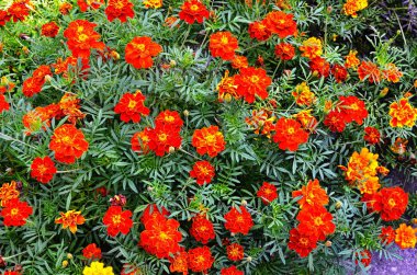 arka plan Marigold çiçek çelenk
