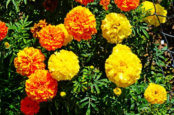Flores de caléndula guirnalda fondo — Foto de Stock