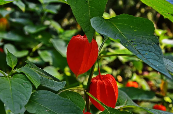 Physalis Pflanze im Garten, rot. — Stockfoto