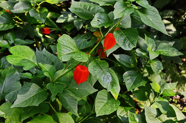 Fysalis rostlina na zahradě, červená. — Stock fotografie