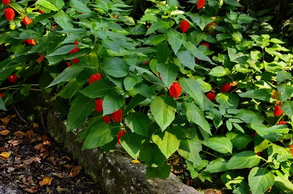 Bahçede Physalis bitki, Kırmızı. — Stok fotoğraf