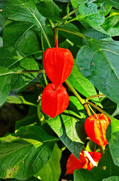 Physalis Pflanze im Garten, rot. — Stockfoto