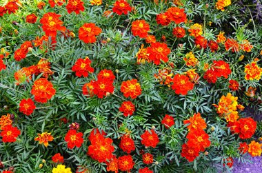 arka plan Marigold çiçek çelenk