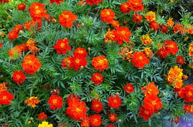 arka plan Marigold çiçek çelenk