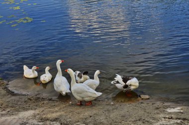 Beyaz kazlar suyu sever.