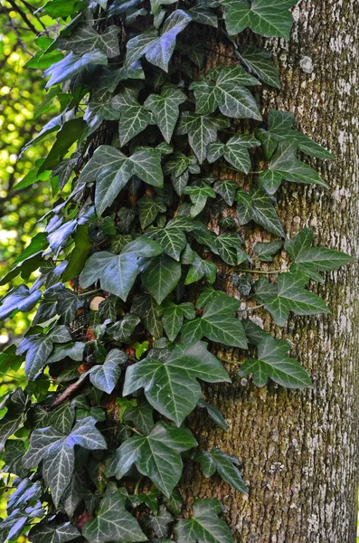 Айви растет вокруг ствола дерева — стоковое фото