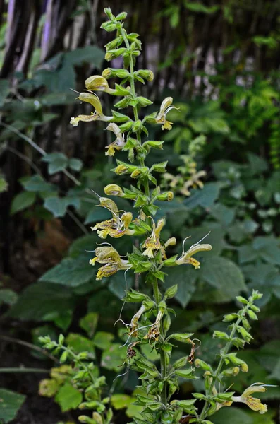 Sticky sage (Salvia glutinosa)