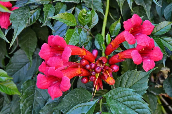 Rama de flores de tecoma rojo en jardín —  Fotos de Stock