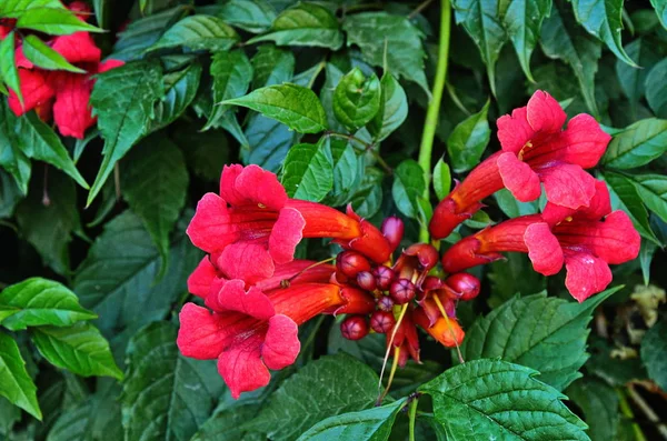 Red tecoma flowers branch in garden — Stock Photo, Image