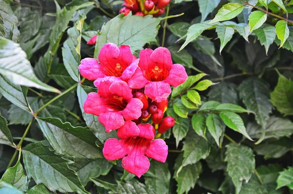 Czerwony tektoma kwiaty oddział w ogrodzie — Zdjęcie stockowe