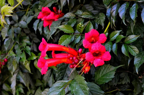 Red tecoma flowers branch in garden — Stock Photo, Image