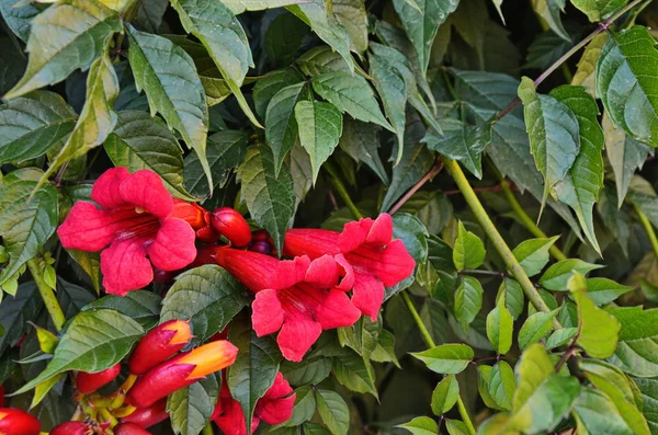 Vörös tecoma virágok ág kerti — Stock Fotó