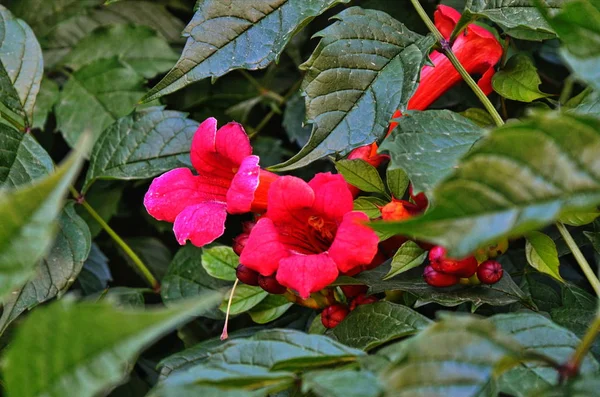 Bahçede kırmızı tekom ada çiçek dalı — Stok fotoğraf
