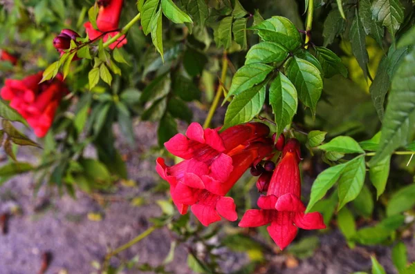 Rote Tekoma-Blüten Zweig im Garten — Stockfoto