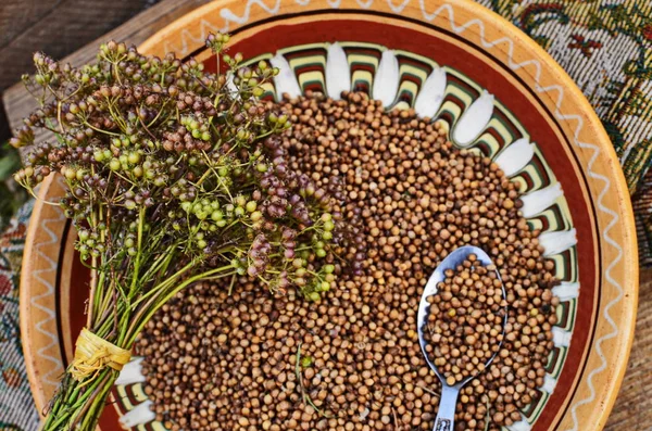 Cilantro la especia difundida aplicada en la cocina . —  Fotos de Stock