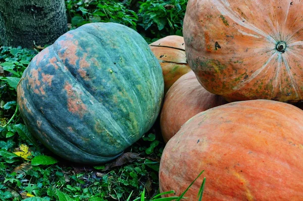 Autumn harvest of pumpkin. — Stock Photo, Image