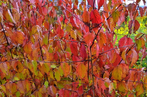 庭の赤とオレンジの紅葉. — ストック写真