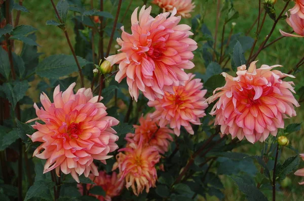 Piękna różowa dahlia Pink Dahlia — Zdjęcie stockowe