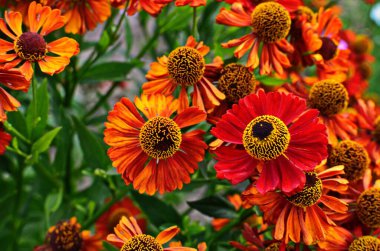 Helenium autumnale çiçek bahçede büyüyen demet
