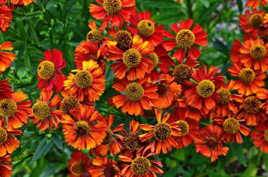 Helenium autumnale çiçek bahçede büyüyen demet