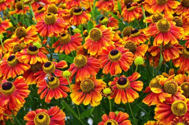 Helenium autumnale çiçek bahçede büyüyen demet
