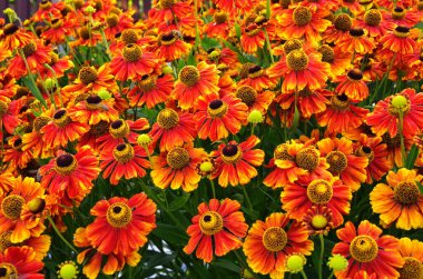 Helenium autumnale çiçek bahçede büyüyen demet