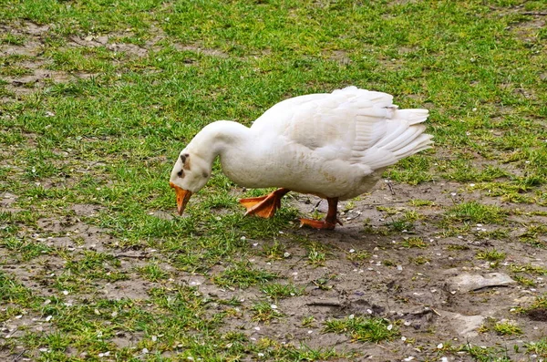 Flock fehér liba közepette zöldek — Stock Fotó