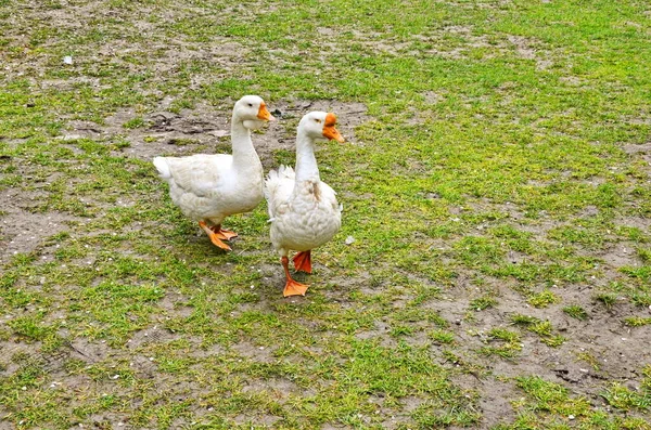 Flock fehér liba közepette zöldek — Stock Fotó