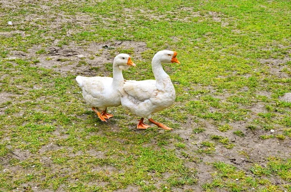 Flock of white geese amid greens — Stock Photo, Image
