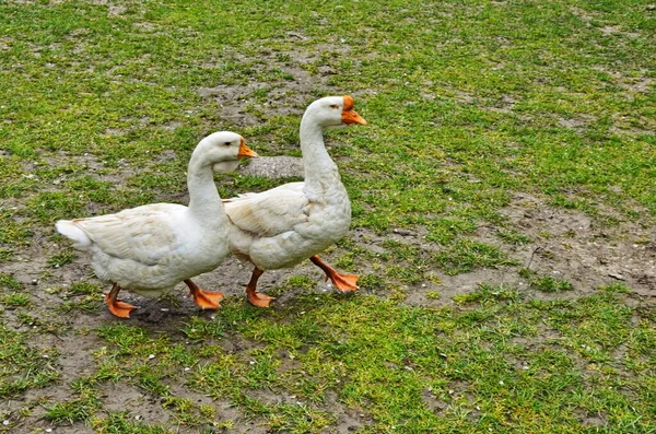 Flock fehér liba közepette zöldek — Stock Fotó