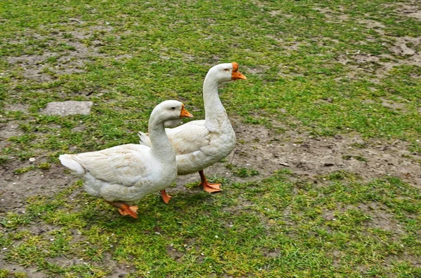 Flock fehér liba közepette zöldek — Stock Fotó