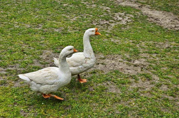 Flock fehér liba közepette zöldek — Stock Fotó