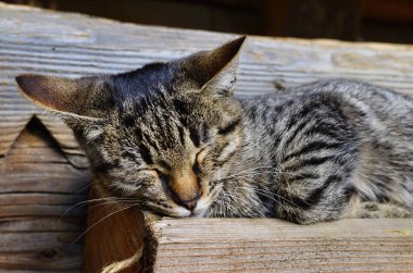 Küçük gri çizgili bir kedi yavrusu ağaç kutusunda uyuyor ve resim yapıyor..