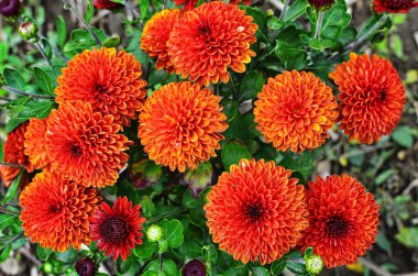 Açık arazide büyüyen kristaller..