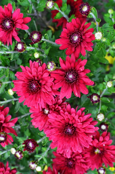 Выращивание хризартемов на открытой местности
.