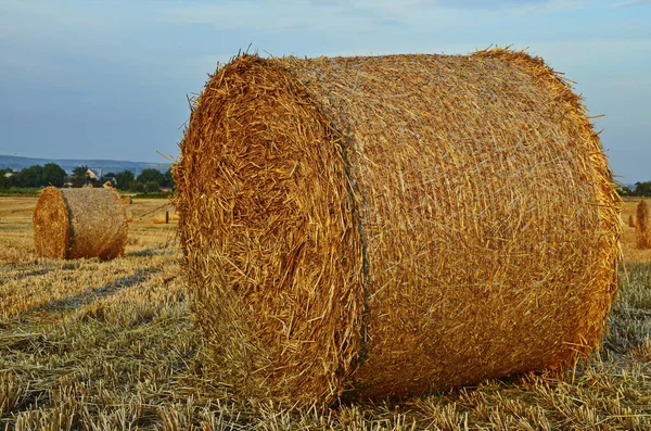 Campo con fardos de paja después de la cosecha sobre un fondo cielo nublado —  Fotos de Stock