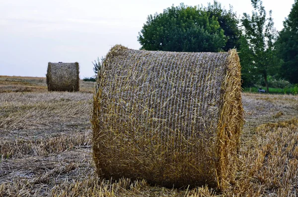 Field with straw bales after harvest on a background cloudy sky — Stock Photo, Image