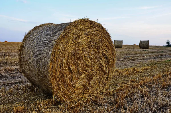 Champ avec balles de paille après la récolte sur un fond nuageux ciel — Photo