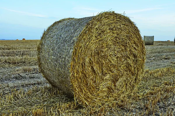 Field with straw bales after harvest on a background cloudy sky — Stock Photo, Image
