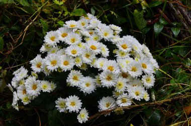 Açık arazide büyüyen kristaller..