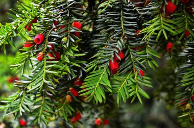 Taxus baccata (porsuk ağacı)