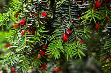 Taxus baccata (yew tree) clipart