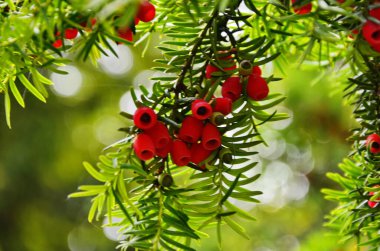 Taxus baccata (porsuk ağacı)
