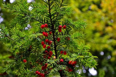 Taxus baccata (porsuk ağacı)