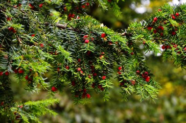 Taxus baccata (porsuk ağacı)